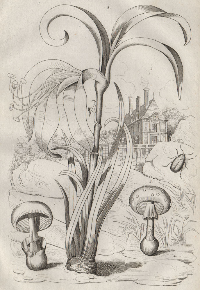 Amanita caesarea (Caesar Mushroom)/muscaria (fly agaric). Amaryllis 1834 print